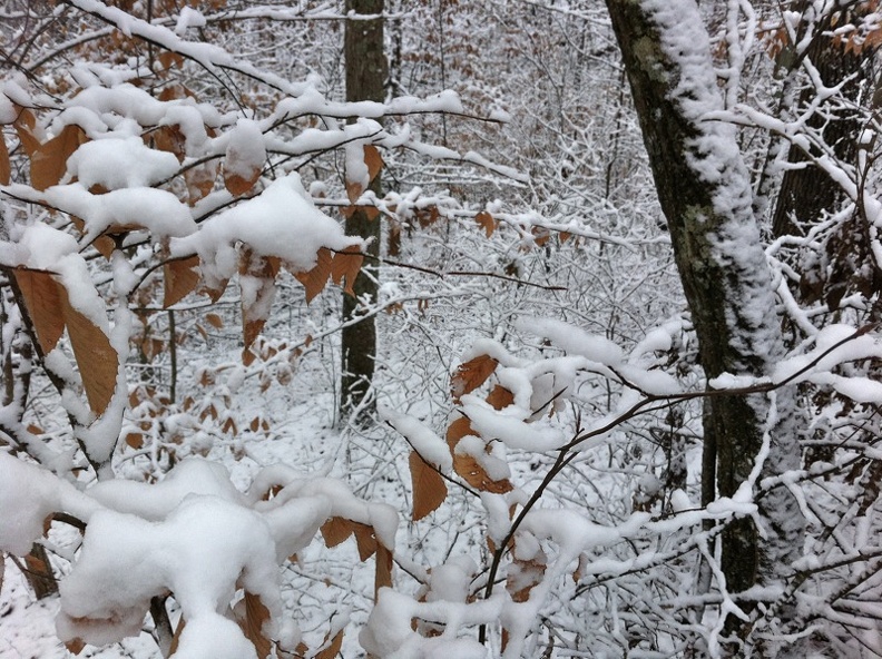 Sheltowee Trace - 01